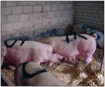 Stimulation pen at the University of Giessen in Germany, used to mix 8 sows after weaning. Links were found between their place in the subsequent peck order and their reproductive performance.