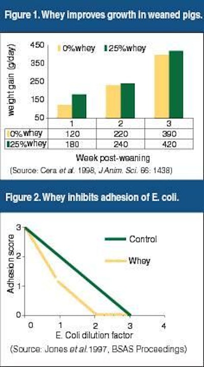 Whey remains a choice ingredient for high-quality piglet diets, but the high degree of variability that exists in the products available on the international market warrants an aggressive quality control programme that extends beyond the traditional wet/dry chemical profile. Colour can be indicative of nutritive value as overheating results in a darker product.