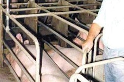 Adjusting feed levels by body score, rather than weight puts sows at risk of vitamin deficiencies that can reduce litter size, especially in older animals.