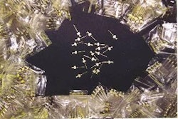 Now for needles: Vaccination against PMWS is reported unofficially to be giving some good results during trial applications in Europe and North America. (Photo courtesy Merial)