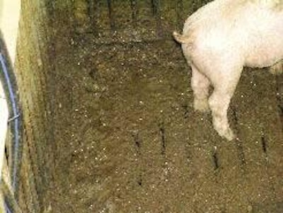 Looseness of the dung associated with lactose in the diet makes the ingredient unsuitable for prolonged feeding to pigs that are challenged by an enteric infection after weaning.