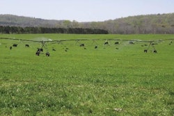 Cattle “harvest” the grass and are part of the water treatment system at Russellville.