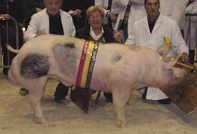 Pietrain boars at the home of the breed in Belgium: Finding increasing popularity in Europe amid suggestions that Pietrain genetics can help against PMWS.