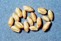 Wheat in the formula can greatly improve pellet durability and wheat midds can help, although midds do not generate the same binding effect as wheat from steam conditioning. Wheat photo by Scott Bauer, courtesy of US Department of Agriculture.