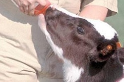 Direct-fed, live microbial additives in milk replacers may reduce antibiotic therapy for veal calves. Researchers suggest such probiotics' thus could help limit microbial resistance against veterinary and human antibiotics. Photo by Peggy Greb, courtesy of USDA-ARS.
