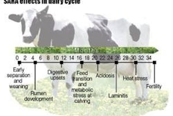 Dairy farmers first notice changes in consistency of cow manure in cases of subacute ruminal acidosis. However, the condition can cause cow performance and health problems throughout the breeding and life cycles.