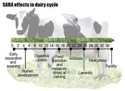 Dairy farmers first notice changes in consistency of cow manure in cases of subacute ruminal acidosis. However, the condition can cause cow performance and health problems throughout the breeding and life cycles.