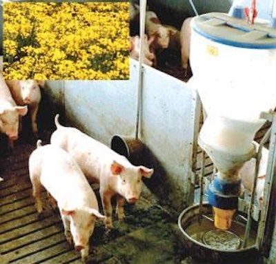 In the wake of BSE controls, many European Union pig feeds now incorporate vegetable oils instead of animal fat. The trend is focusing more attention on rapeseed oil from Europe, where more will be available this year. Figures from the European Commission indicate that 4.3 million hectares have been sown to oilseed rape in the EU-25 areaan increase of over 20% from three years ago.