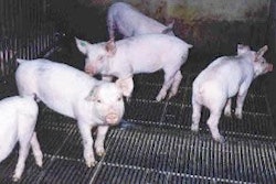 0610 Pig F Tge G Opt