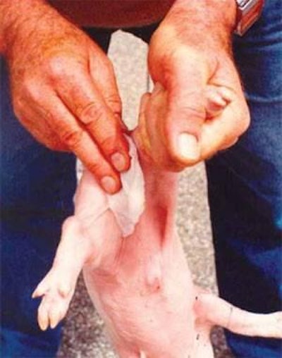 Castrating pigs surgically without an anaesthetic has become opposed in various countries, but breeds or lines could be selected to avoid taint without castration.