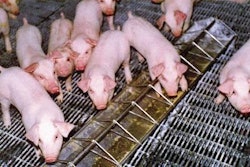 Weaned pigs can thrive on other simple sugars in circumstances where a source of lactose is unavailable or expensive.