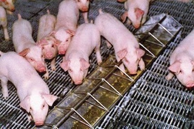 Weaned pigs can thrive on other simple sugars in circumstances where a source of lactose is unavailable or expensive.