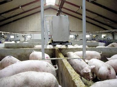 Live pig and pork prices are both up significantly from 2010 numbers.