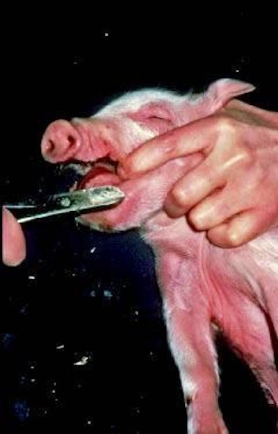 Are the hands clean? Consider making hand-washing or sanitising facilities available in the farrowing house, say US veterinary specialists.