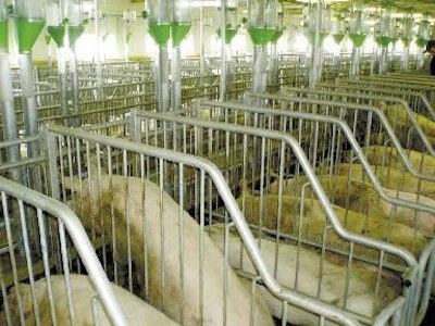 Sows for mating are penned individually in one of the new buildings constructed on the site near Kiev.
