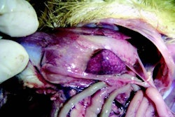 Figure 1. Enlargement of the spleen in a duck with streptococcal infection