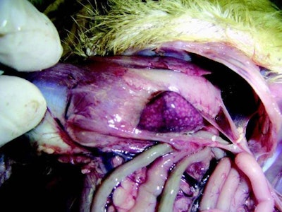 Figure 1. Enlargement of the spleen in a duck with streptococcal infection