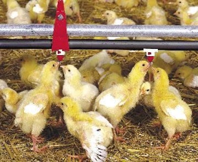 The Indian poultry industry has lost 250,000 birds due to unfavorable weather conditions.