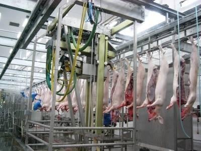 On the automated slaughter line of the 10 000 pigs/day Beijing factory operated by Chinese company Pengcheng. (Photos courtesy of MPS meat processing systems bv, Netherlands)