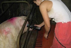 The electronic identity number of a sow in the farrowing house is read automatically from her ear-tag's microchip before adding information about the size of her latest litter to her database record.