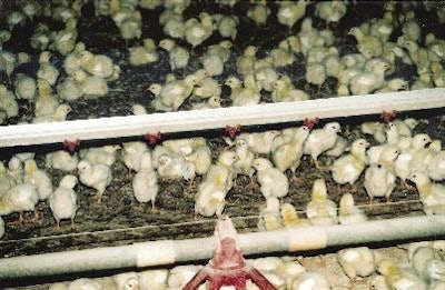 U.S. broiler-type eggs set and broiler-type chicks hatched were both up 2% from 2010 for the week ending April 2, 2011, according to the USDA.