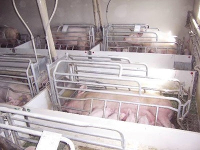 Plenty of space here, but some farrowing places are called too small for the size of modern sows and litters.