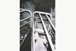 Although costly to provide, a supply of chilled drinking water in the farrowing house has helped sow productivity in Asia-Pacific testing.