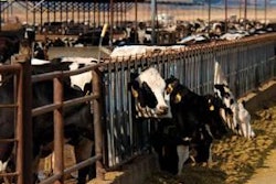 The growing supply of distillers grains has raised questions and concerns from dairy producers as corn prices rise. © Photographer: Byron Moore | Agency: Dreamstime.com