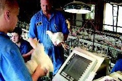 Handling and sorting pedigree stock still play an important role in selecting chickens, together with the data collected from increasingly hi-tech measurement and analysis.