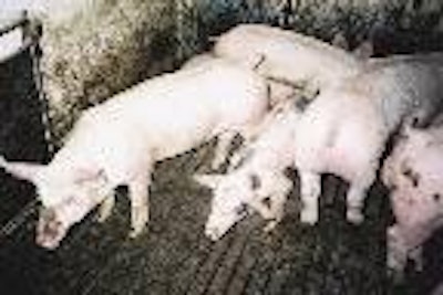 Problem solved? Real hope that wasting disease may finally be controlled has been raised by the new PCV2 vaccines now emerging to fight the diseases associated with porcine circovirus infections.