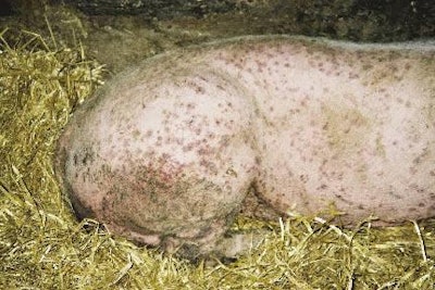 A pig affected by the skin condition PDNS (porcine dermatitis and nephropathy syndrome) linked to circovirus infection.