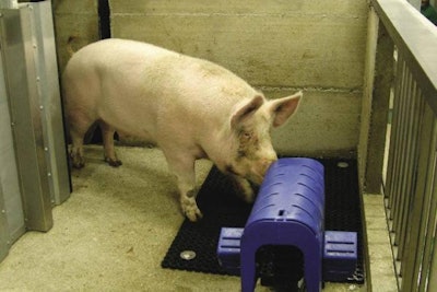 One of the 200 boars at the Italian AI centre enters a collection pen. A rubberised non-slip mat is fitted under the dummy sow.