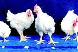 Progressive increase in weight of broiler chickens fed graded levels of cholecalciferol (200, 1200, 2400 & 3600 ICU/kg) in diets containing sub-optimal levels of Ca and non-phytate P (0.5 and 0.25%, respectively)