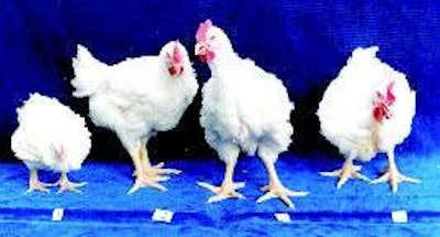 Progressive increase in weight of broiler chickens fed graded levels of cholecalciferol (200, 1200, 2400 & 3600 ICU/kg) in diets containing sub-optimal levels of Ca and non-phytate P (0.5 and 0.25%, respectively)
