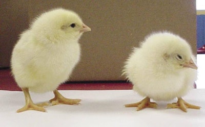 The aim of incubation: a good-sized, healthy and alert chick like the one on the left. Picture credit: Allens Family Food, Maryland, USA