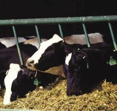 IDFA hopes to shed more light on animal welfare and health issues, including feed-related metabolic diseases of milking cows. Photo courtesy of USDA.