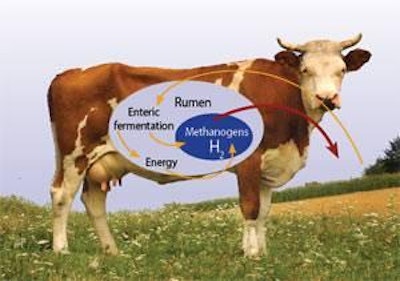 Amount of methane produced depends upon efficiency of fermentation and efficiency of feed conversion.