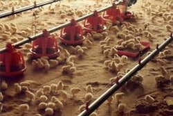 Chicks on sand bedding