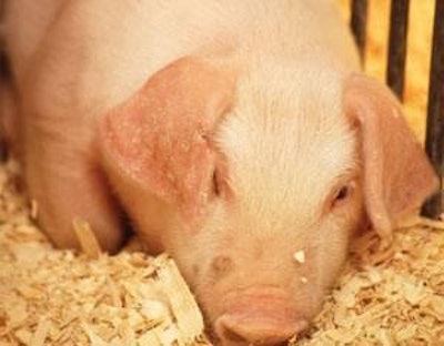 Early weaning is a stage characterised by insufficient feed intake to cover the needs of the piglet, not only of nucleotides, but also of energy and glutamine.