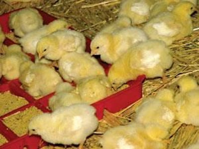 Se recomienda que en las primeras horas tengan alimento de fácil acceso para los pollitos.