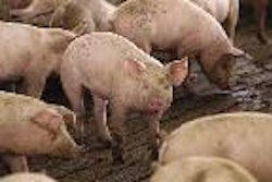 Valuable improvements in growth rate and feed efficiency are reported from Chile, for units where the PRRS virus has been eliminated. (Photos courtesy of Asprocer, Chile)