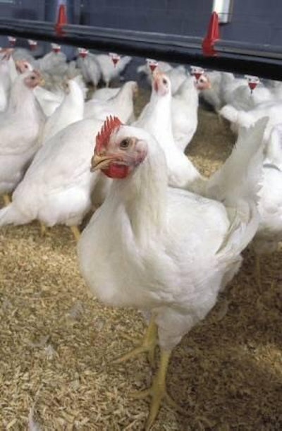 Incorporating distillers grains into poultry diets generally comes down to a matter of cost, handling and availability. Photo courtesy of USDA.