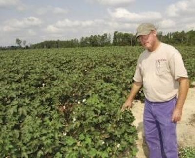 Drought has severely damaged T.G. Gibson's cotton crop