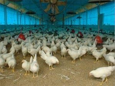 El alimento de pollos y ponedoras llegó a 55% de la demanda de alimentos balanceados en Brasil
