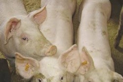 Feed supplementation for young pigs has been shown to give them an early immune response against the challenges of weaning so they achieve better growth. (Photo by Rubinum Animal Health)