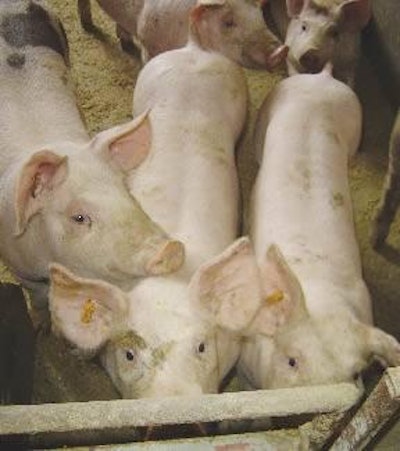 Feed supplementation for young pigs has been shown to give them an early immune response against the challenges of weaning so they achieve better growth. (Photo by Rubinum Animal Health)