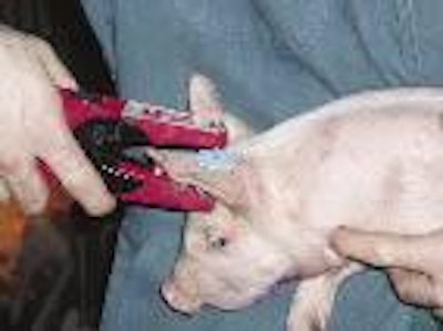 American swine practitioner Dr Karen Lehe has tagged and weighed pigs from 3 weeks old to determine how early size influenced end weights.