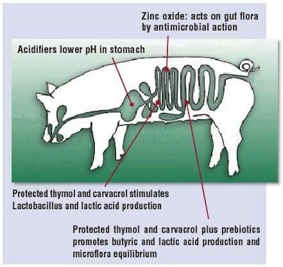FIGURE 1: Action sites for a 3-step feed supplementation (acidifiers-prediotics-protected thymol and carvacrol) in the post-weaning pig.