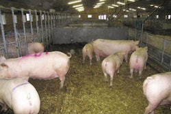 A group gestation design that the Danes call an Opti-pen has separate feeding arrangements on each side of the pen. The dunging area behind the feeding stalls in this example leads to a lower area that is drained and bedded. In order to manage the sows' dunging behaviour, the pen partitions by the lying area must be closed.