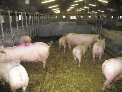 A group gestation design that the Danes call an Opti-pen has separate feeding arrangements on each side of the pen. The dunging area behind the feeding stalls in this example leads to a lower area that is drained and bedded. In order to manage the sows' dunging behaviour, the pen partitions by the lying area must be closed.